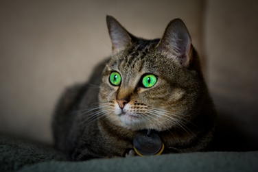 Kali